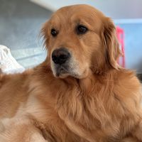 baffo_golden2022