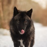 ulcan_uzara