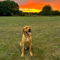 rocco_theredfoxlab