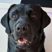 original sound - bendoggo2022