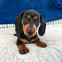 littlelola.the.dachshund