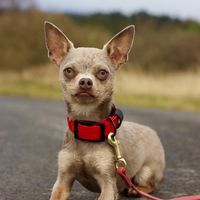 rocky_the.chi
