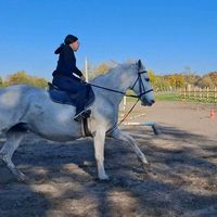 rekuska_horse