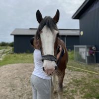 findik.annie