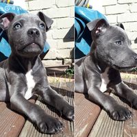 staffybluelove