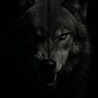 wolf_r94