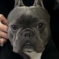 ettoremorgante