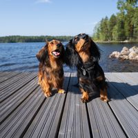 nalas_dogdiary