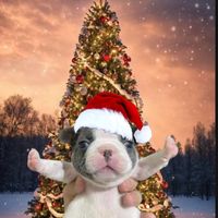 pibble67672