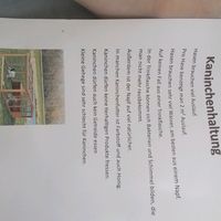 kaninchenstar20