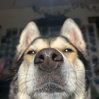 skibibdybruh