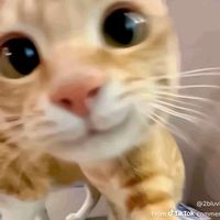 miruna.chiculita