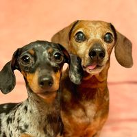 dackelbuddies