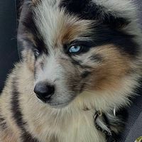 enzo.devin1