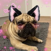 mister_french_doggie