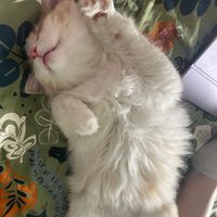 joline_olausson