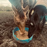 jess.equine06