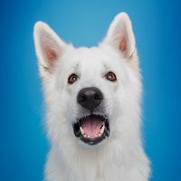 odinswissshepherd