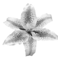 marsazz