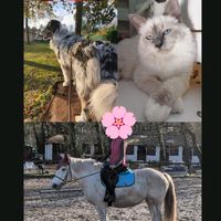 the_rider_with_pets