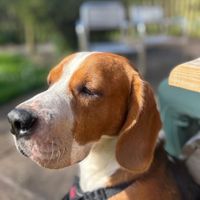 bruce_the_beagle23