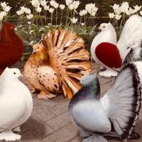 pigeons_feathers