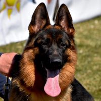 vonalexandergsd