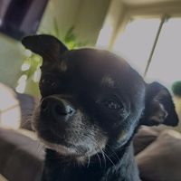 Originalton