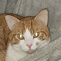 der_dicke77
