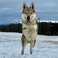 thor.the.wolf.dog