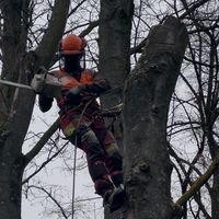 tree.climber.69