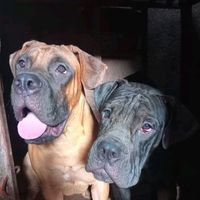 raskennels