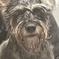 dixithedog