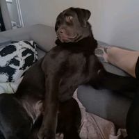 aapothebrownlab