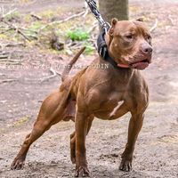 sport_for_my_pitbull