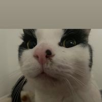 cookieundlucky