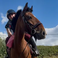 wonderful wonderful mare