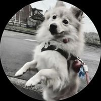 k9.lola2