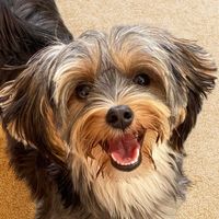 noa.morkie