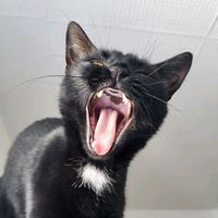 kiaramiaou