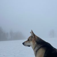 inside.fog