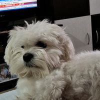 user8028243201702