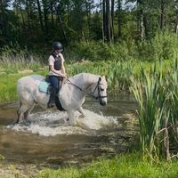 p.showjumper_