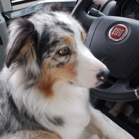 mayetta83.aussie