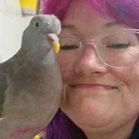 pigeon.chums