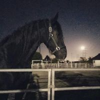 mia_horse_edits