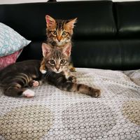 innapepita