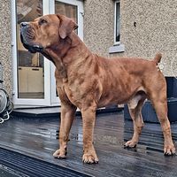 boerboelblade3