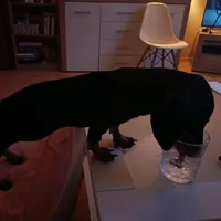 original sound - agresciak_