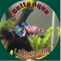 bettaaqualignee77